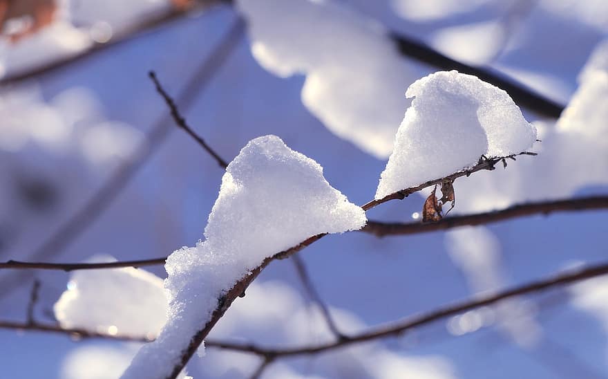 la neve, inverno, rami, brina, ghiaccio, ramoscelli, freddo