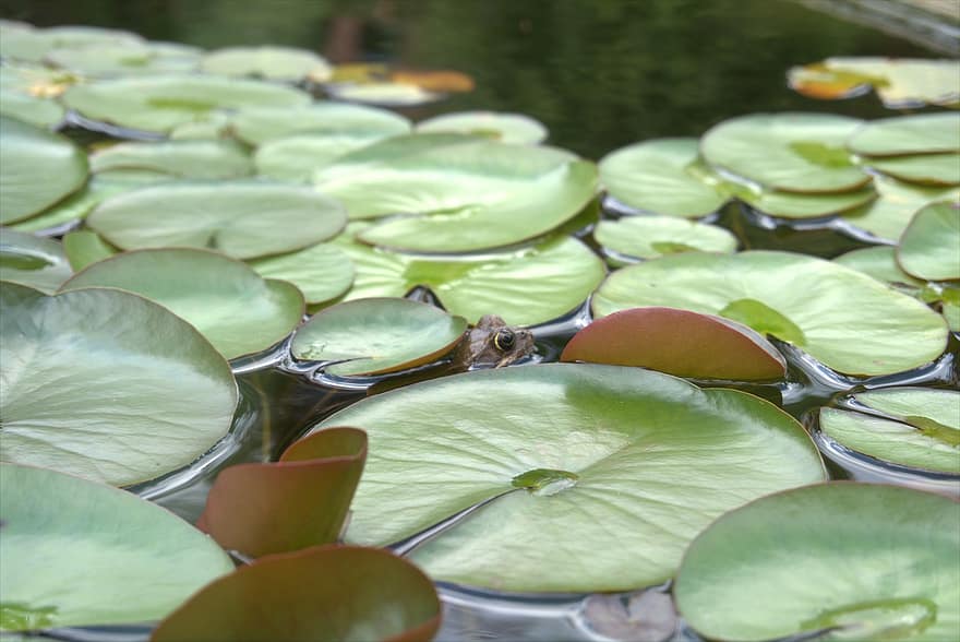 Frog, Pond, Water Lily, Leaf, Toad, Nature, Green, Water, Animal, Amphibians, Rain