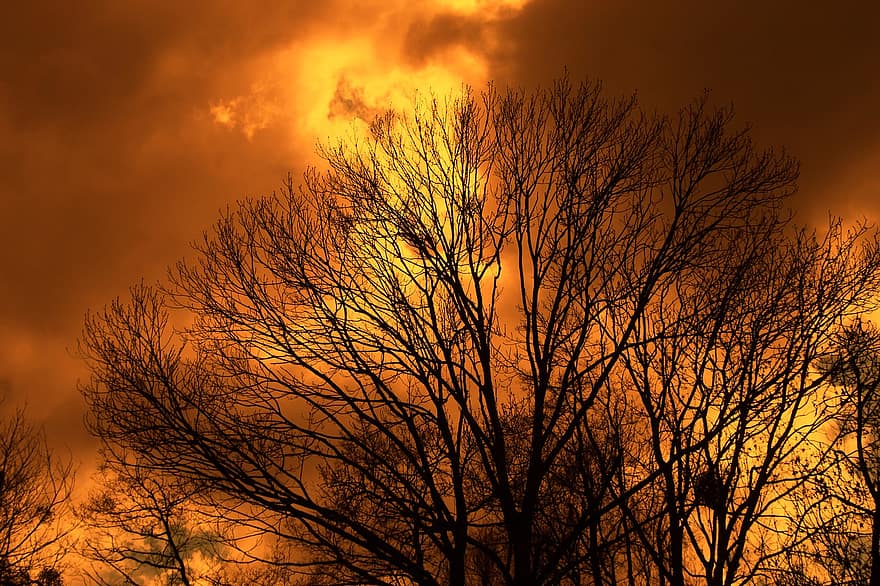 дерево, небо, темно, заход солнца, смеркаться, желтый, силуэт, Солнечный лучик, солнце, время года, облако