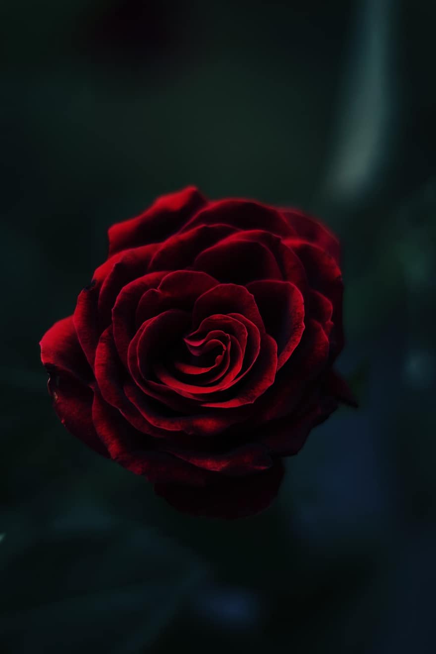 Rosa, flor, floración, Rosa roja, flor roja, pétalos rojos, pétalos, flora, floricultura, horticultura, botánica