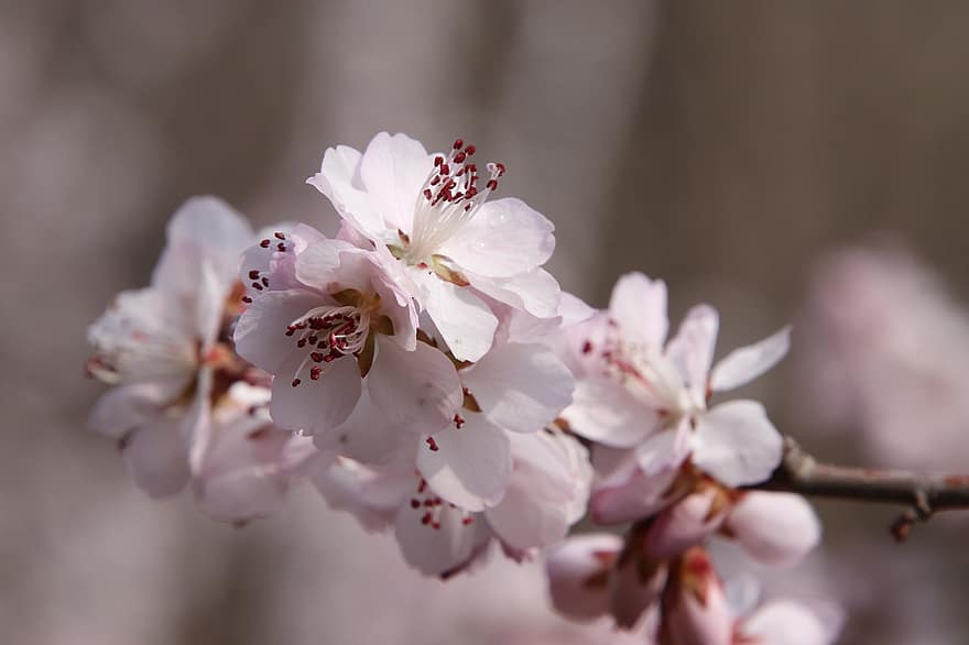 персиковые цветы, белые цветы, цветение, цвести, Флора, природа, ветка, цветение персика, весенний цветок, весна, дерево