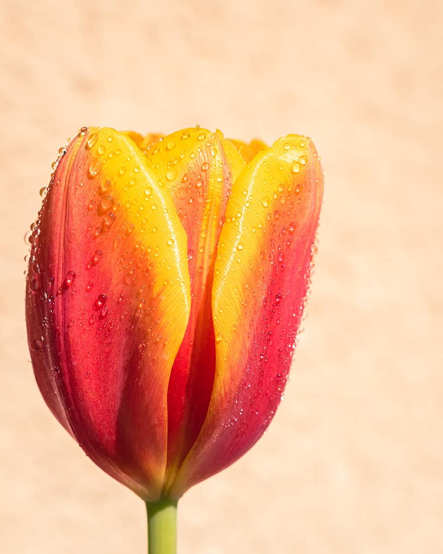 tulipan, kwiat, krople rosy, ścieśniać, Natura, wiosna, kwitnąć, flora, głowa kwiatu, zbliżenie, płatek