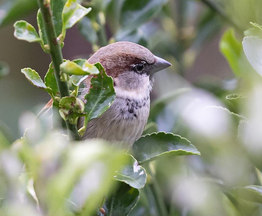 Sparrow, Bird, Tree, Perched, Eurasian Tree Sparrow, Male Sparrow, Animal, Passerine Bird, Wildlife, Beak, Bill