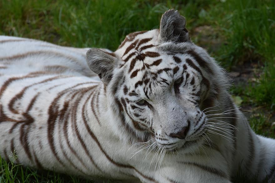белый тигр, кошачий, плотоядное животное, мех, млекопитающих