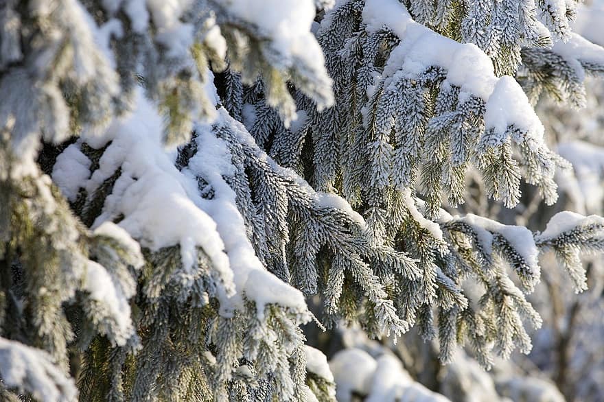 smrky, zimní, sníh, les, strom, sezóna, mráz, větev, led, borovice, jehličnatého stromu