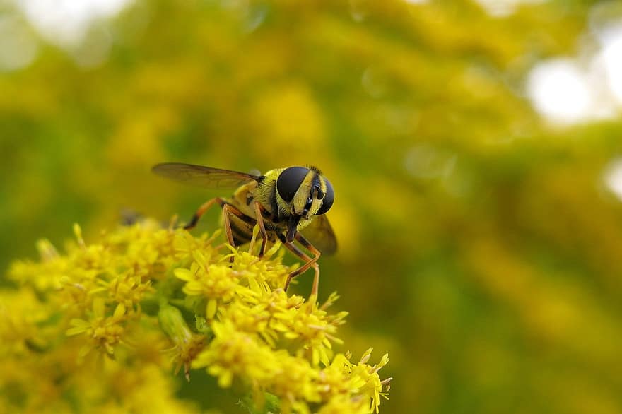 πετάξτε μύγα, έντομο, goldenrod, λουλούδια, Skull Hoverfly, Umbellate Hoverfly, ζώο, κίτρινα άνθη, φυτό, φύση, macro