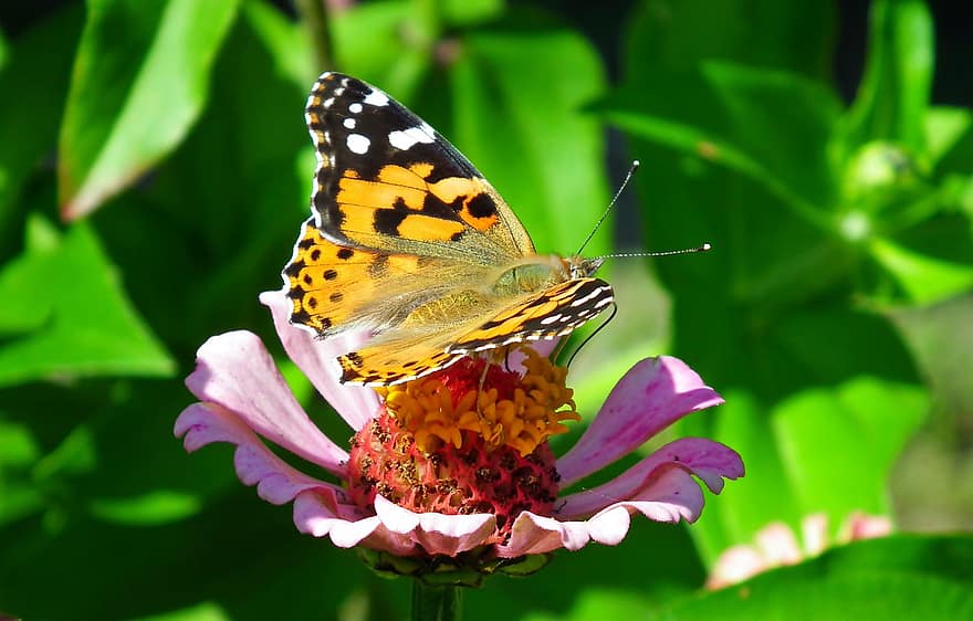 Butterfly, Insect, Flower, Painted Lady, Animal, Pollination, Zinnia, Bloom, Blossom, Flowering Plant, Ornamental Plant
