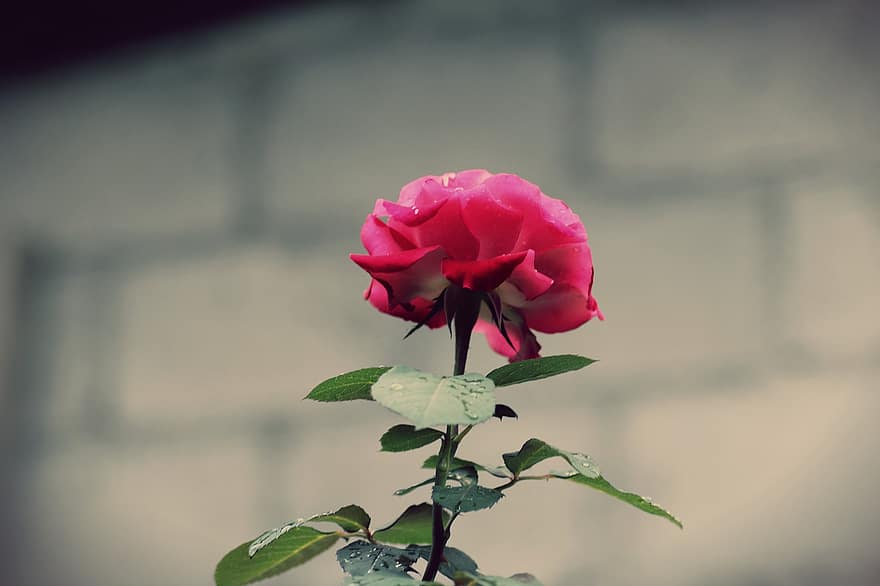 Rose, fleur, plante, rose rose, fleur rose, pétales, Floraison, feuilles, rosée, humide, des gouttes de rosée