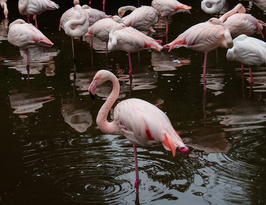 flamingoer, fugler, dam, dyr, vannfugler, dyreliv, fauna, villmark, natur, dyrehage, vann