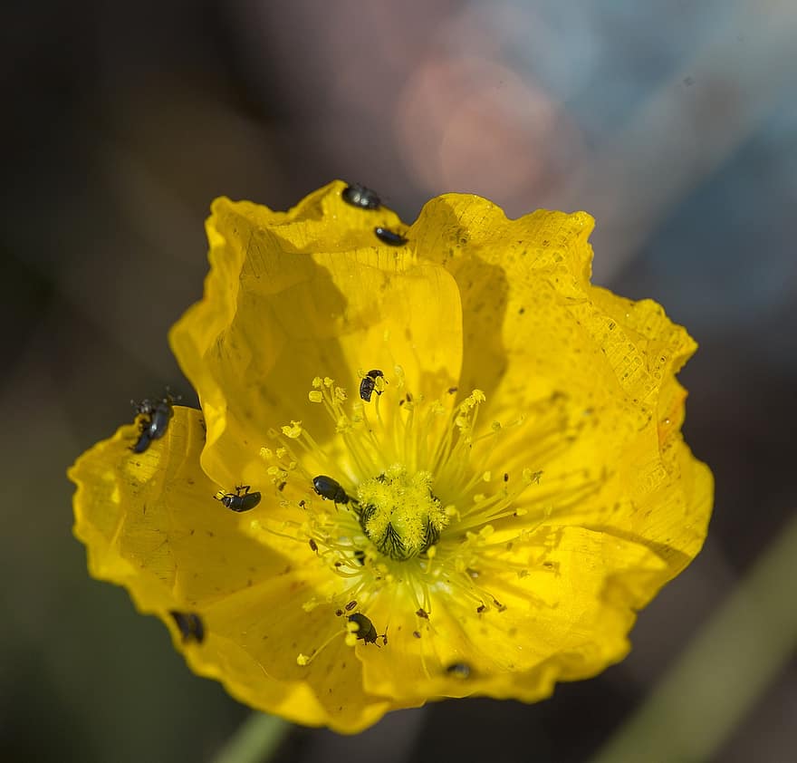 bugs, gele klaproos, gele bloem, Gele Houten Papaver, bloem, natuur, flora, macro