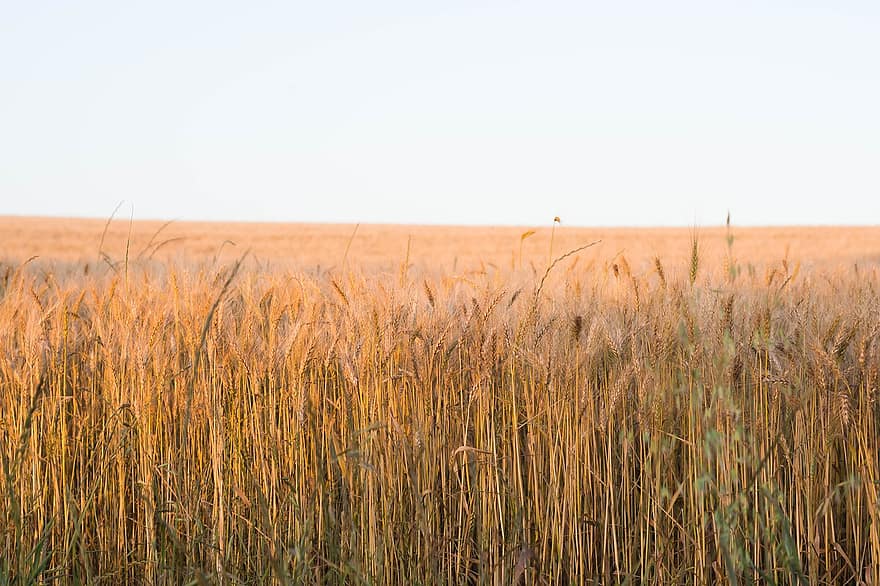 lĩnh vực, lúa mì, lúa mạch, cánh đồng lúa mì, đồn điền, nông nghiệp, canh tác, đất canh tác, mùa gặt, Thiên nhiên, hữu cơ