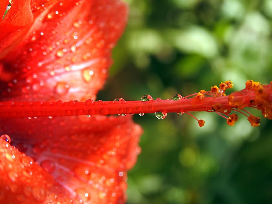 Hibiscus, Flower, Dew, Wet, Dewdrops, Red Flower, Pistil, Petals, Bloom, Plant, Garden