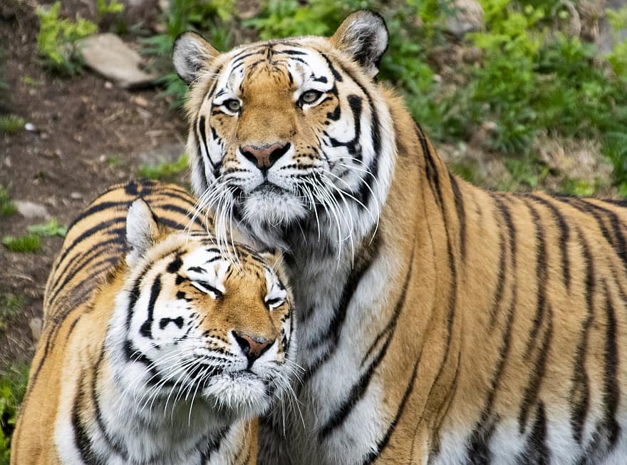 tigrisek, erdő, vadvilág, vad macskák, állatkert, kristiansand, Norvégia, emlősök, természet, tigris, bengáli tigris