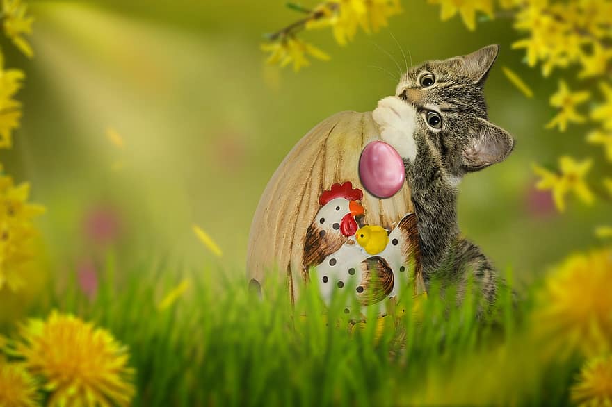 kissa, pääsiäinen, munat, kukka, kevät, söpö, ruoho, lemmikit, nuori eläin, kotikissa, vihreä väri