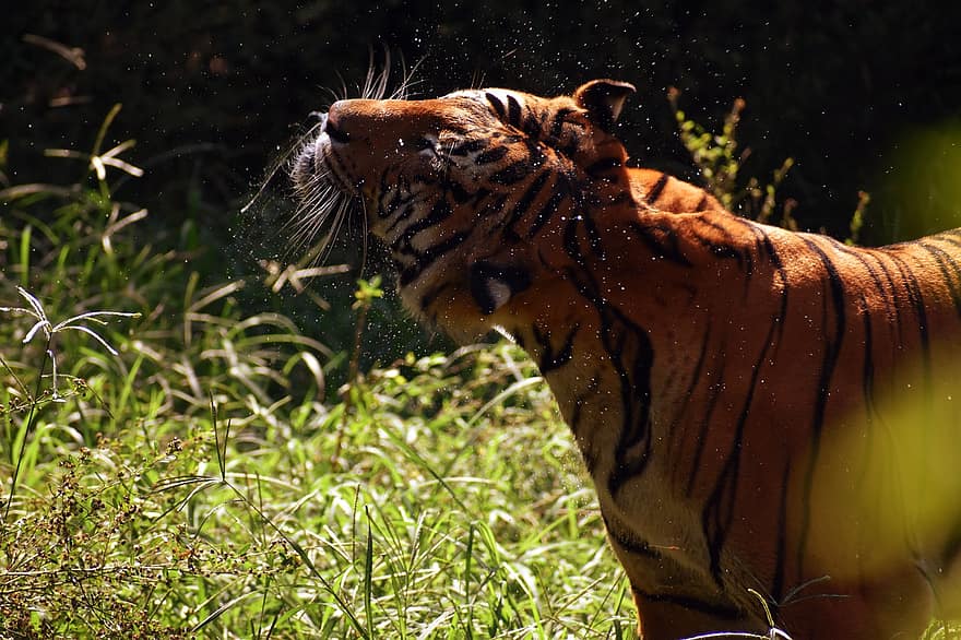 тигр, животное, зоопарк, большой кот, малайский тигр, полосы, кошачий, млекопитающее, природа, живая природа, фотография дикой природы