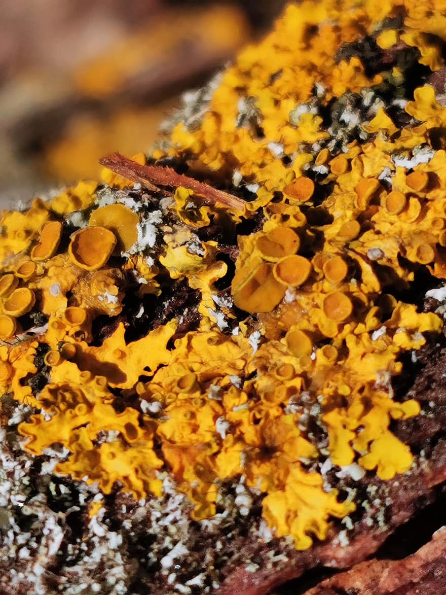 Maritime Sunburst Lichen, Lichen, Wall, Rock, Orange Lichen, Yellow Scale, Shore Lichen, Xanthoria Parietina, Nature