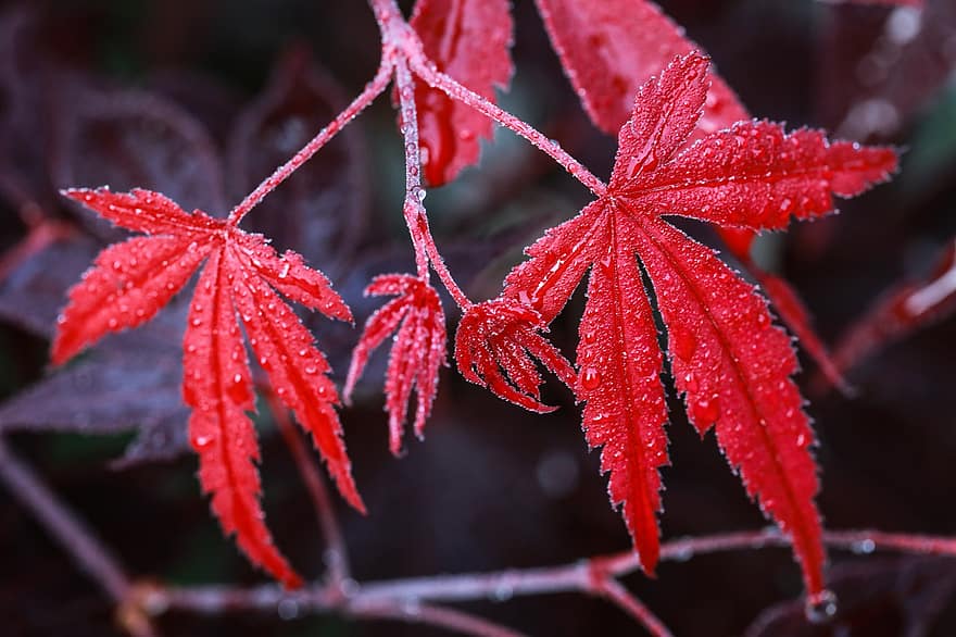 кленовый, японский клен, кленовый лист, листья, красный лист, капли дождя, капли воды