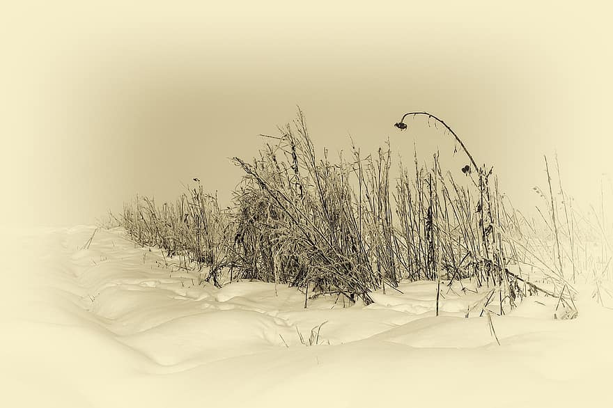 зимний пейзаж, ностальгия, ретро, снег, туман, созревший, луг, настроение, дикое растение, природа