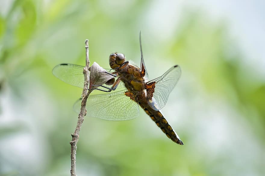 Dragonfly, Insect, Wings, Winged Insect, Dragonfly Wings, Flight, Anisoptera, Odonata, Nature, Close Up