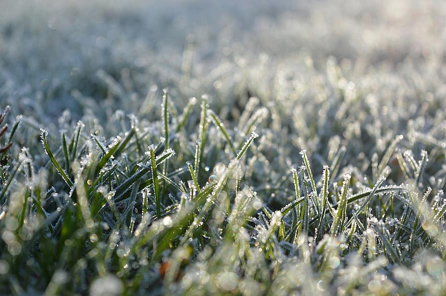 Frozen Grass, Lawn, Frozen, Ice Crystals, Winter, Cold, Icy, Frost, Hoarfrost, Blades Of Grass, Lighting Mood