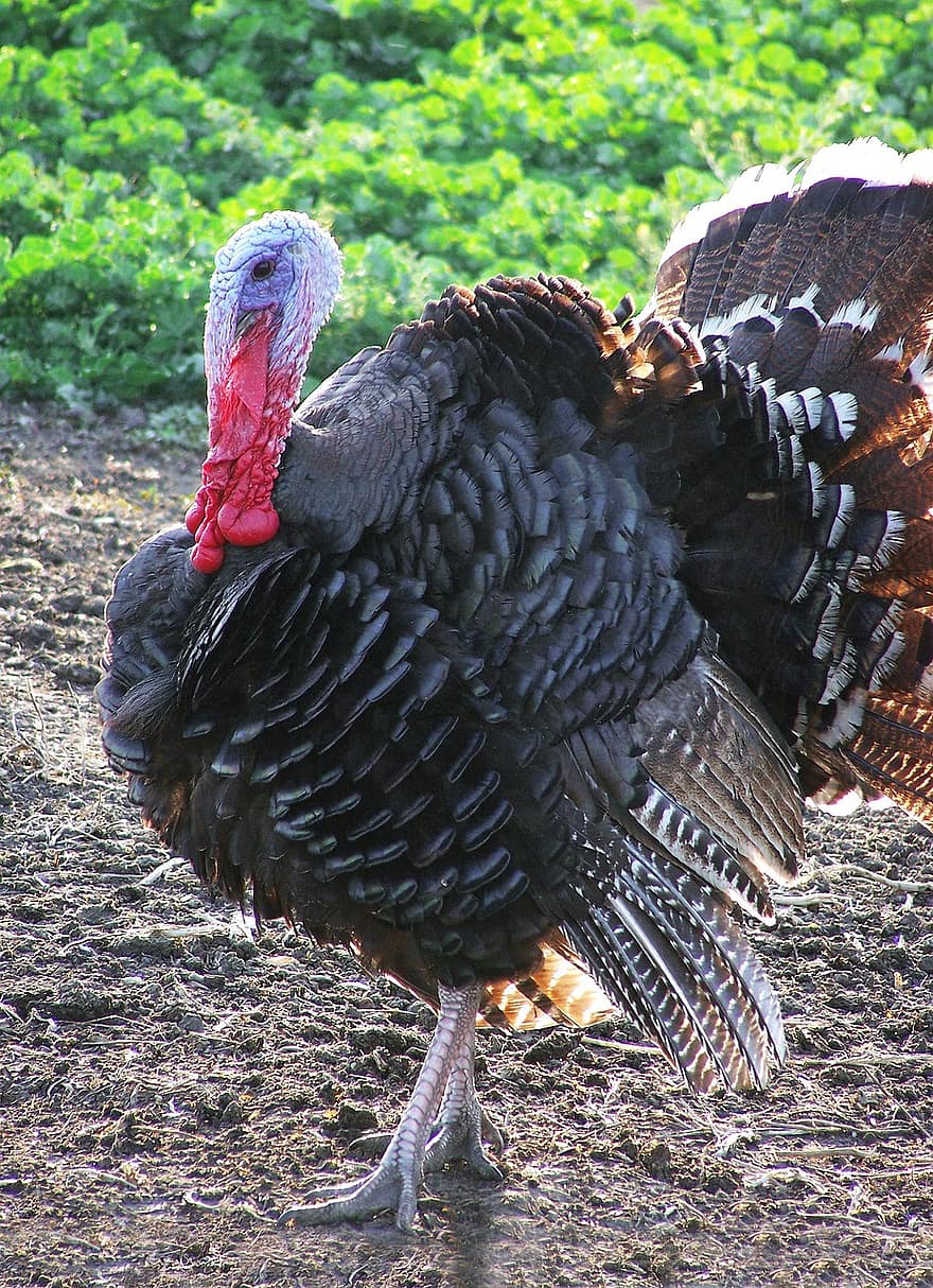 Turkey, Poultry, Large Bird, Feathers, Plumage, Ave, Avian, Ornithology, Bird Watching, Animal, Farm Animal