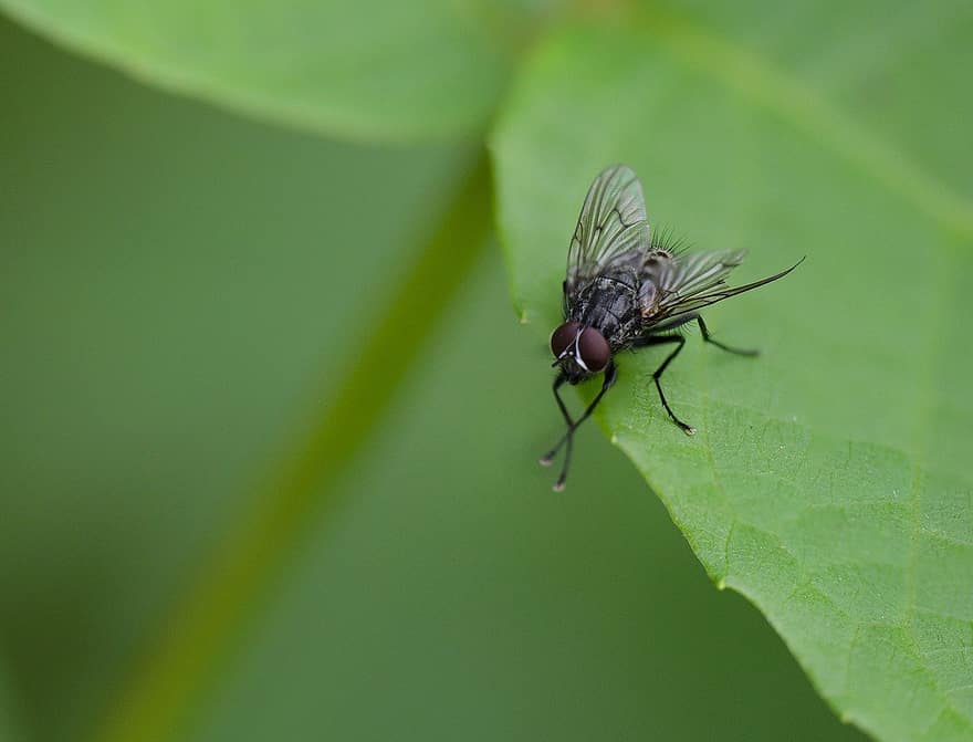 terbang, serangga, ilmu serangga, makro, alam, biologi, merapatkan, warna hijau, lalat, daun, menanam