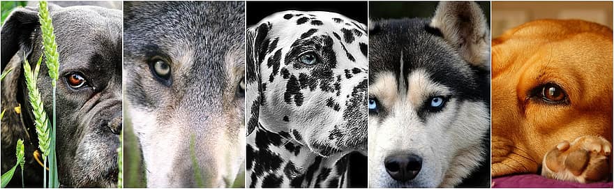 hunde, hund collage, fotokollage, kæledyr, ven