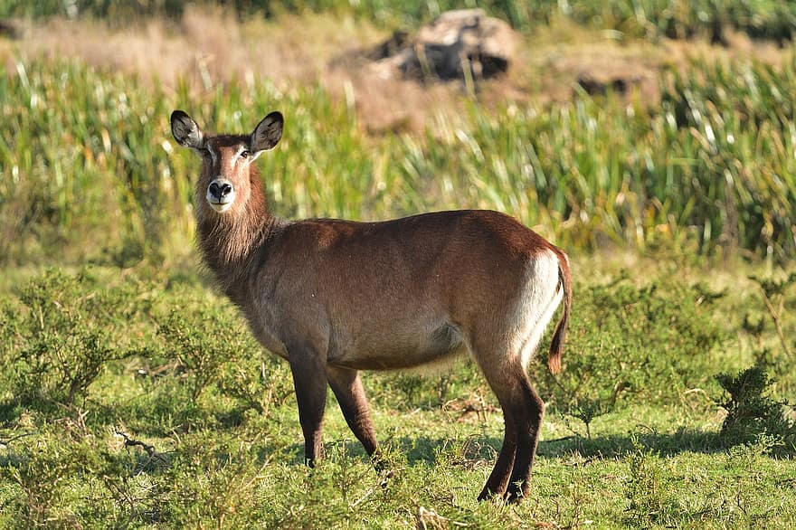 Waterbuck, Animal, Lewa Wildlife Conservancy, Kenya, Africa, Wildlife, Mammal, Nature, Landscape, Kobus Ellipsiprymnus, grass