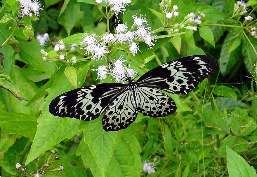 inseto, borboleta, entomologia, Ninfa da árvore de Andaman, Idéia Agamarschana, Nymphalidae