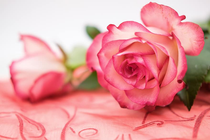 роза, цвете, листенца, разцвет, цвят, романтичен, обичам, ден на майката, рожден ден