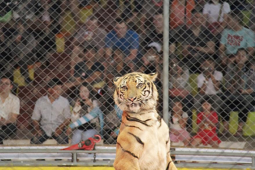 тигр, животное, природа, шоу, кошка без усердия, в полоску, кошачий, клетка, бенгальский тигр, Опасность, шаблон