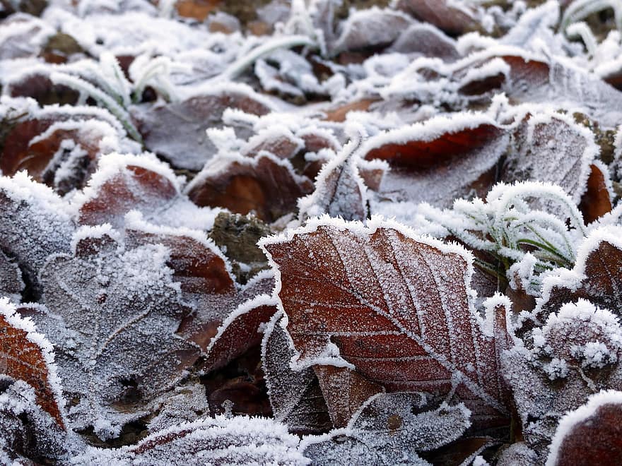 löv, vinter-, torkade löv, frost, Frosttäckt, iskristaller, frysta, kall, natur, närbild, höstlöv