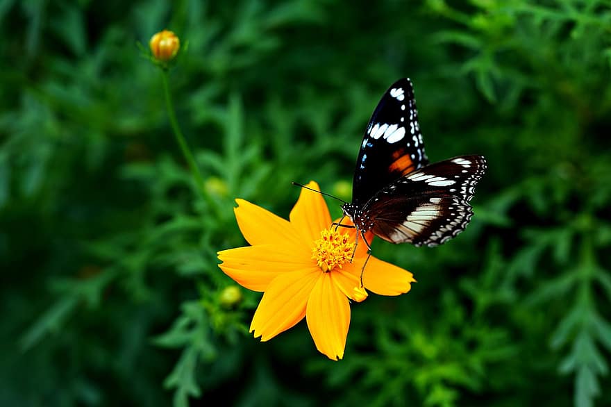 kupu-kupu jeruk nipis, bunga, flora, alam, kupu-kupu, serangga, merapatkan, multi-warna, musim panas, warna hijau, kuning