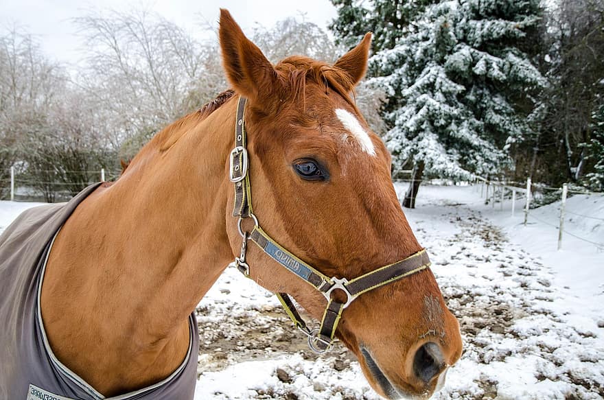 hest, dyr, vinter, hode, hest teppe, bissel, pattedyr, equine, snø, kald, natur