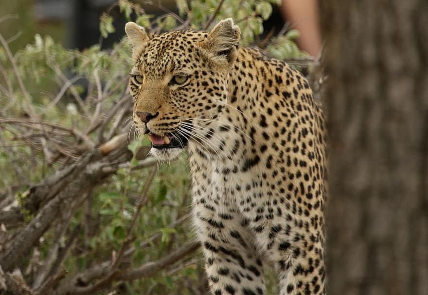 leopard, dyr, pattedyr, rovdyret, dyreliv, safari, dyrehage, natur, dyreliv fotografering