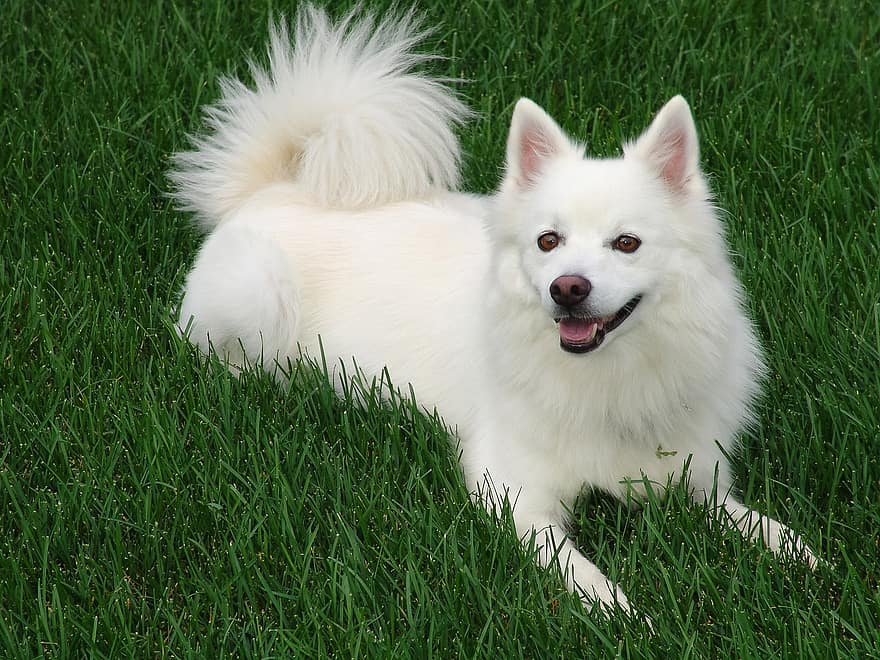 अमेरिकन एस्किमो, कुत्ता, लॉन, सफेद कुत्ता, कुत्ते का बच्चा, पालतू पशु, जानवर, युवा कुत्ता, घरेलू कुत्ता, कुत्ते का, सस्तन प्राणी