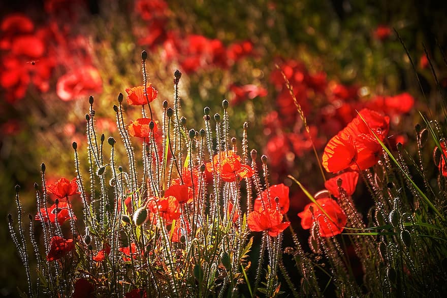 Poppies, Flowers, Blossom, Bloom, Red Poppies, Petals, Red Petals, Wild Flowers, Flora, Field Of Flowers, Plants