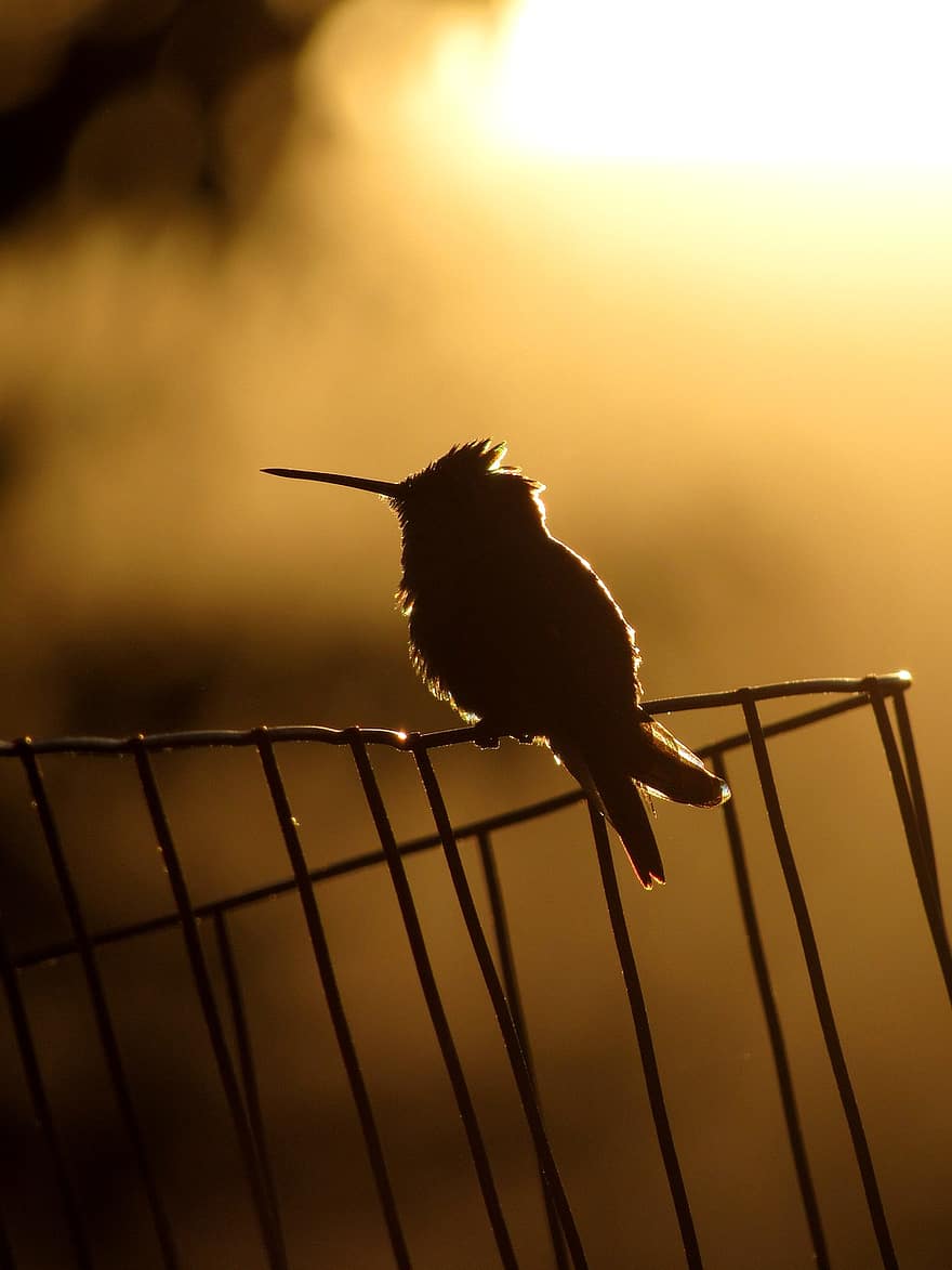 Hummingbird, Silhouette, Bird, Nature, Wildlife, Animal, Beak, Sunset, Ornithology, Feather, Fence