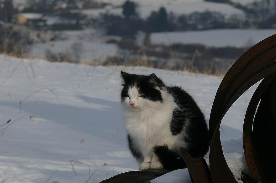 chat, animal de compagnie, félin, animal, fourrure, minou, neige, hiver, national, chat domestique, portrait de chat