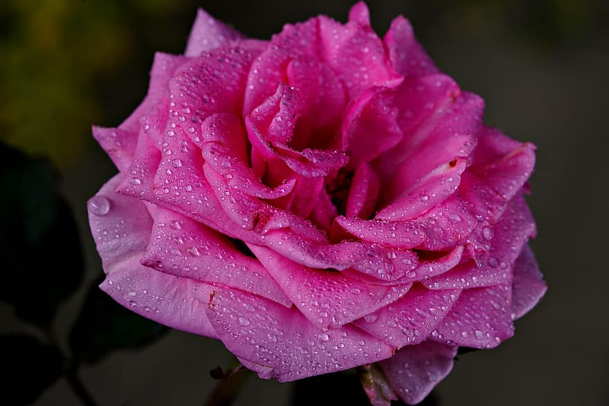 mawar, mawar merah muda, tetesan embun, bunga merah muda, bunga, flora, alam, merapatkan, daun bunga, menanam, kepala bunga