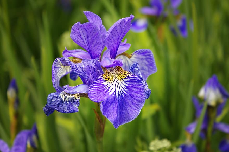 Ίρις, λουλούδι, μπλε, ανθίζω, κήπος, καλοκαίρι, πράσινος, closeup, μπλε ίριδα, χλωρίδα