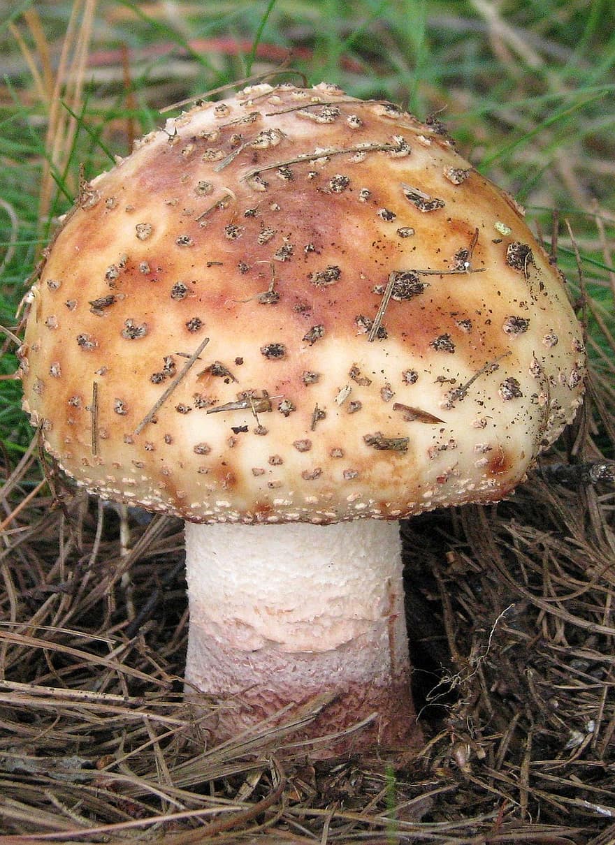 cogumelo, fungo, amanita muscaria
