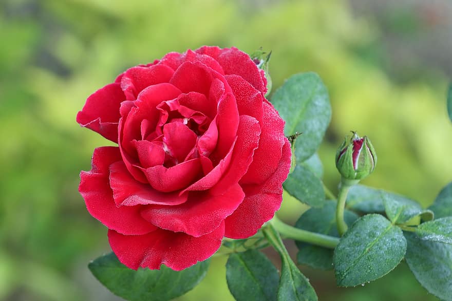 Rose, rot, Blütenblätter, Blume, rote Rose, rote Blume, rote Blütenblätter, Rosenblätter, blühen, Flora, Blumenzucht