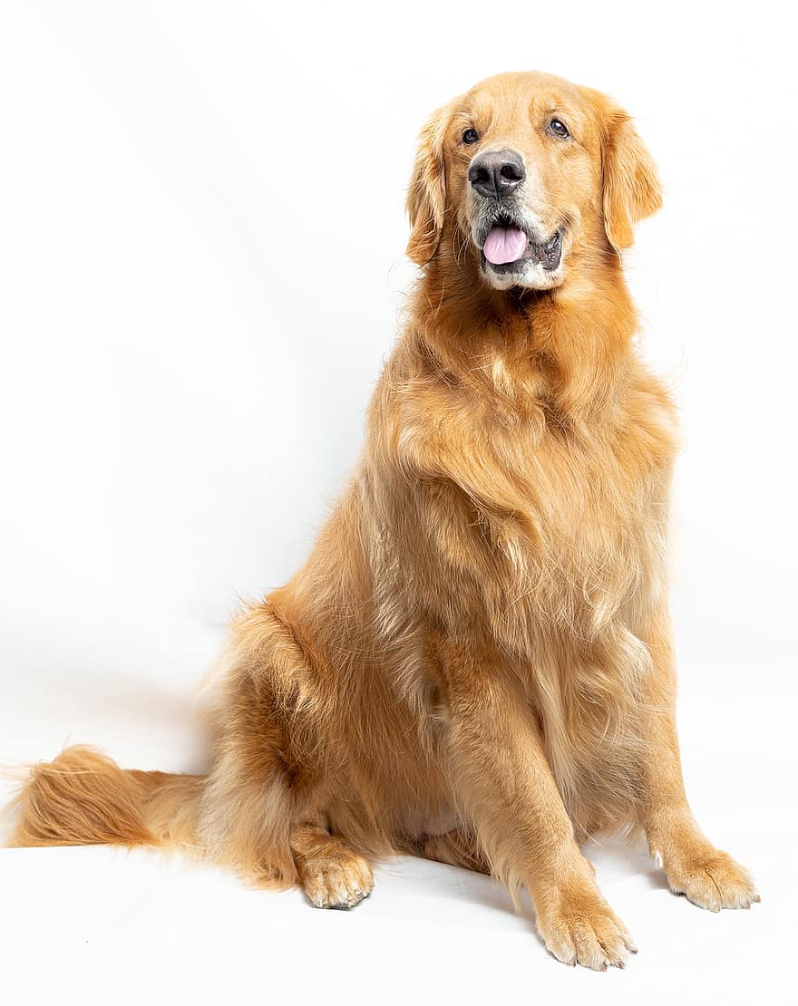 Golden retriever, hond, huisdier, labrador, dier, huishond, hoektand, zoogdier, vacht, schattig, harige