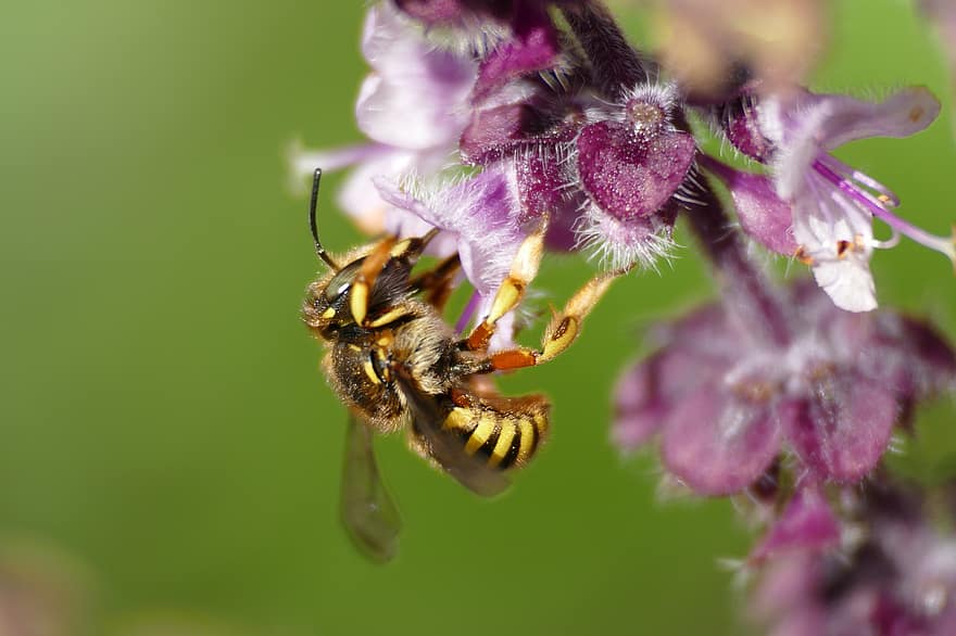 albină, flori, poleniza, polenizare, insectă înțepată, albina, hymenoptera, insectă, entomologie, a închide, macro