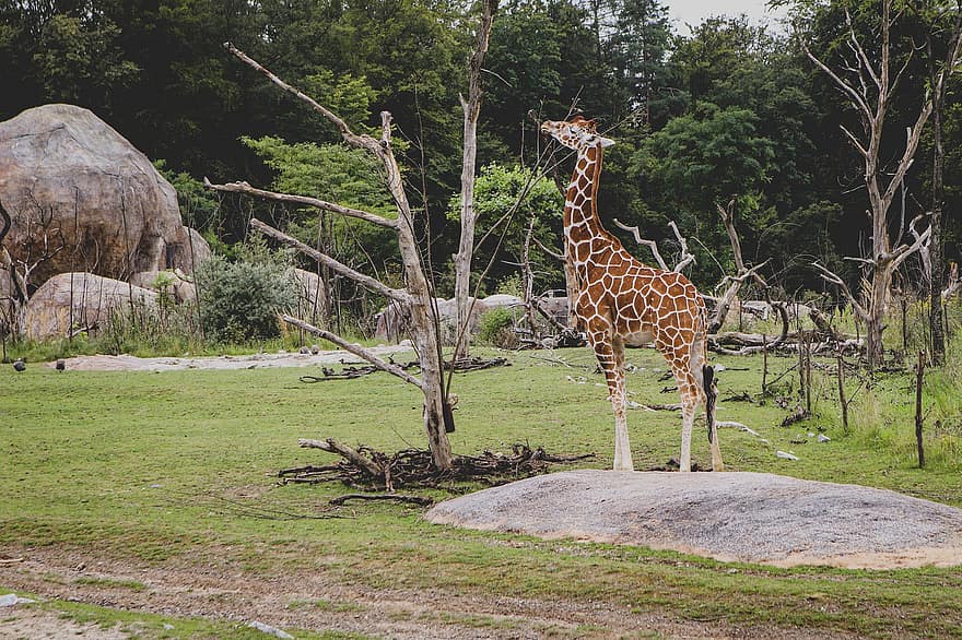 girafă, animal, natură, animale sălbatice, mamifer, Safari, cu gât lung, cu picioare lungi, fotografie din fauna salbatica, Africa, savană