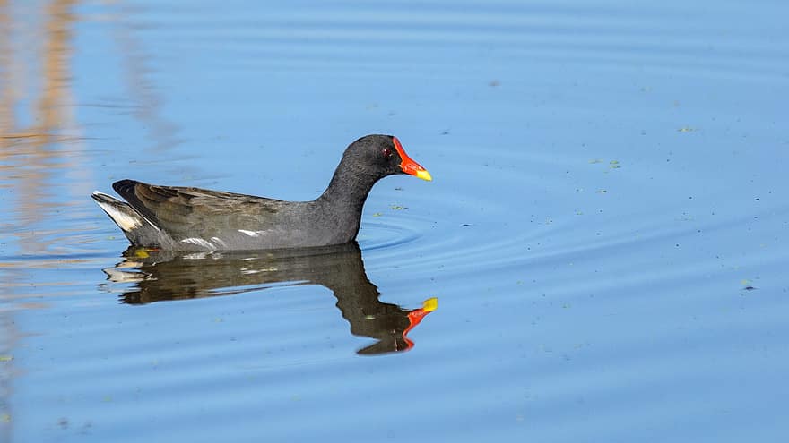 Moorhen, Bird, Lake, Animal, Water Bird, Wild, Nature, Water, Marievale Bird Sanctuary, beak, animals in the wild