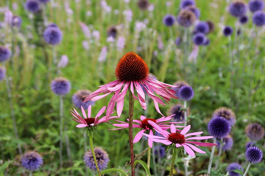 Flower, Echinacea, Bloom, Blossom, Summer, Meadow, Field, plant, close-up, purple, green color
