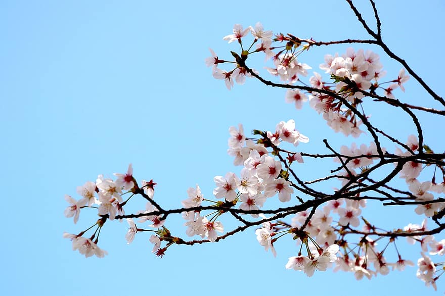 kirsikankukkia, kukat, kevät, valkoiset kukat, kukinta, kukka, haara, puu, luonto, kausi, kasvi