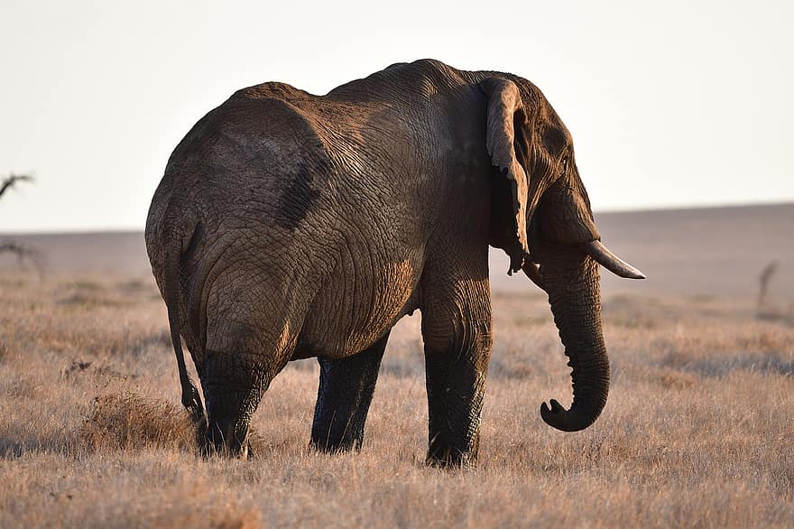 elefante africano, animal, fauna silvestre, naturaleza, elefante, loxodonta africana, mamífero, lewa, kenia, animales en la naturaleza, África